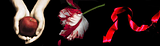 twilightbook.png image by boxofsharpobjects7