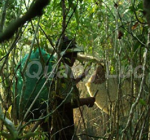 Mùa Mật Ong Rừng Ở Đăk Lăk