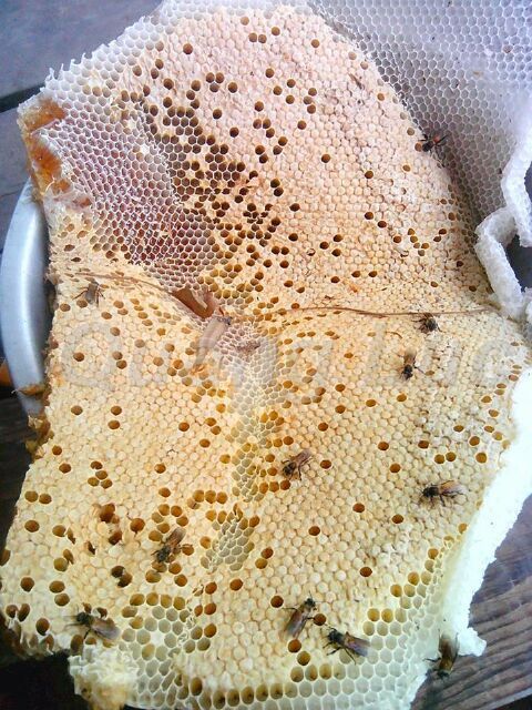 Mùa Mật Ong Rừng Ở Đăk Lăk - 4