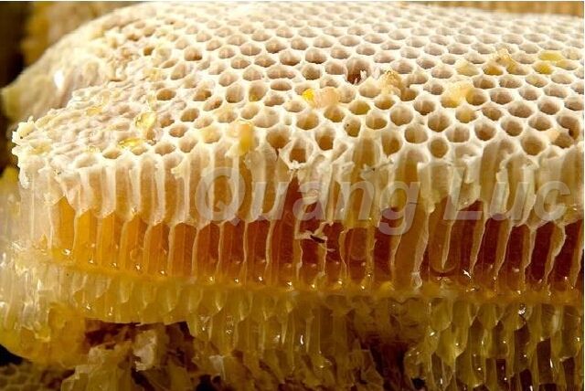 Mùa Mật Ong Rừng Ở Đăk Lăk - 5