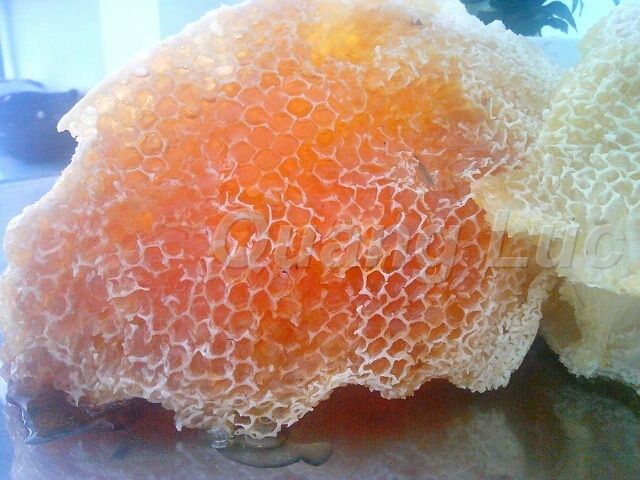 Mùa Mật Ong Rừng Ở Đăk Lăk - 6