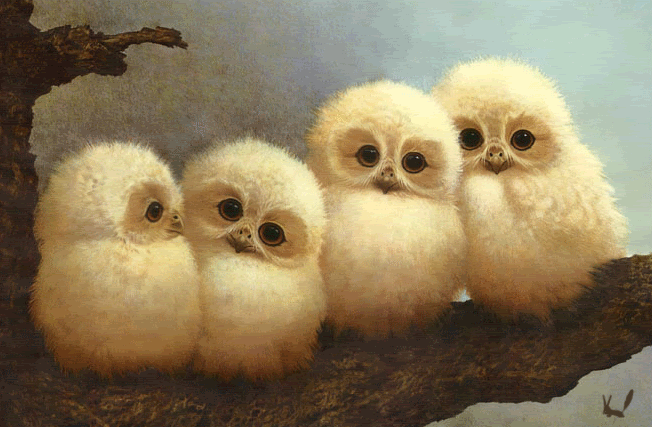 Baby Owls gif by emerald1927 | Photobucket