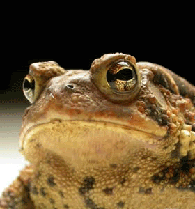 funny frog photo: funny frog with dentures 2z56oox.gif