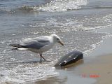 seagull eating dead fish at beach