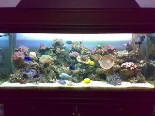 Perkenalkan Tank Saya Indonesia S Saltwater Aquarium Hobbyist