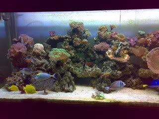 Perkenalkan Tank Saya Indonesia S Saltwater Aquarium Hobbyist