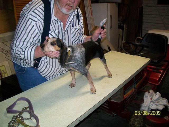 Two AKC bluetick beagles for sale - The 