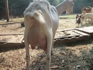 Pics from last week - Goats