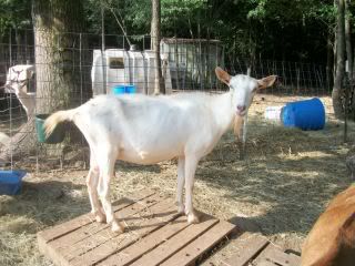 Pics from last week - Goats