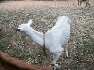 Pics from last week - Goats