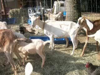 Pics from last week - Goats