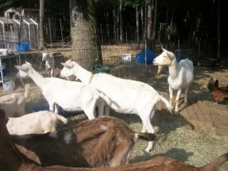 Pics from last week - Goats