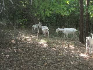 Pics from last week - Goats
