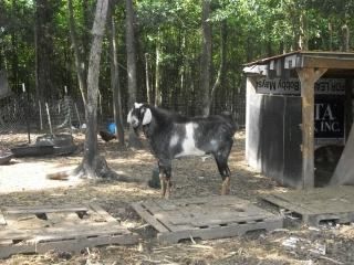 Pleasent Places Skywalker - Goats