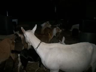 I love my goats - Goats