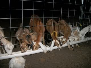 I love my goats - Goats