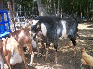 Pleasent Places Skywalker - Goats