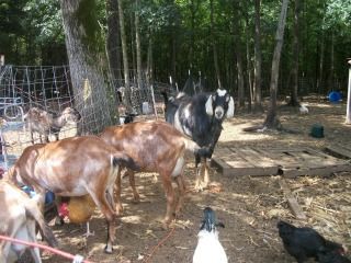 Pleasent Places Skywalker - Goats