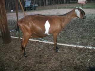 I need a clear answer on feed - Goats