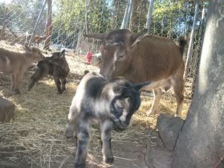 a kiddie fix - Goats