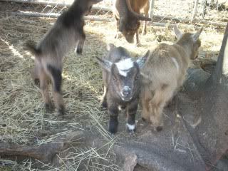 a kiddie fix - Goats