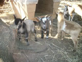 a kiddie fix - Goats