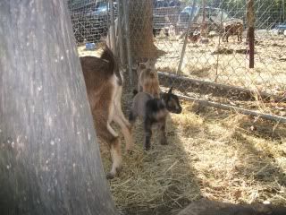 a kiddie fix - Goats