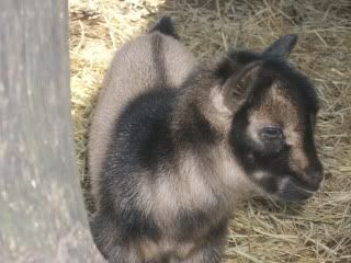 a kiddie fix - Goats