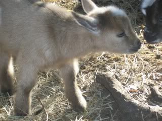 a kiddie fix - Goats