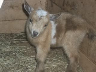 a kiddie fix - Goats