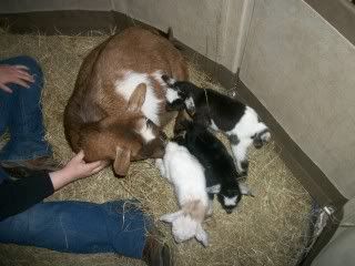 candid pics of my goats (pic heavy) - Goats