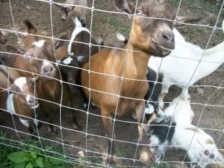 candid pics of my goats (pic heavy) - Goats