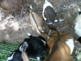 candid pics of my goats (pic heavy) - Goats