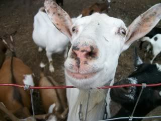 candid pics of my goats (pic heavy) - Goats