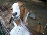 candid pics of my goats (pic heavy) - Goats