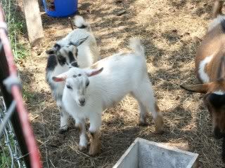 candid pics of my goats (pic heavy) - Goats