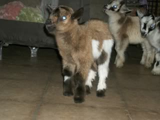 Well that was about all the fun I want today - Goats