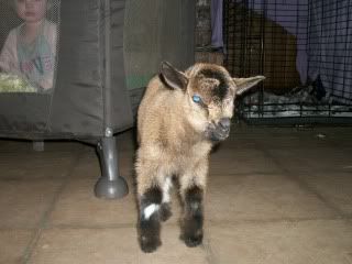 Well that was about all the fun I want today - Goats