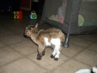 Well that was about all the fun I want today - Goats