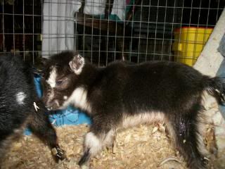 Twin doelings - Goats