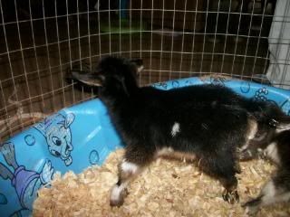 Twin doelings - Goats