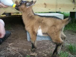 Twin doelings - Goats