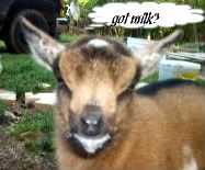 Twin doelings - Goats