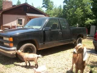 I love my goats - Goats