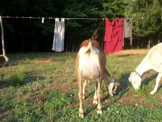 I love my goats - Goats