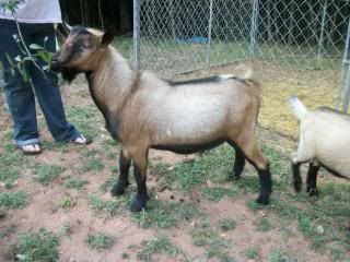 I love my goats - Goats