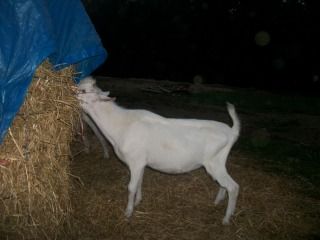 so I am a bartering fool - Goats