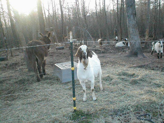 To band or not to band, pics - Goats