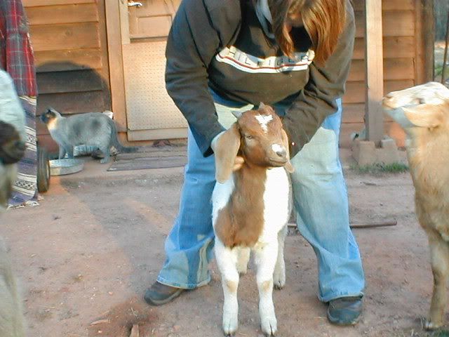 To band or not to band, pics - Goats