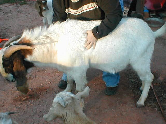 To band or not to band, pics - Goats